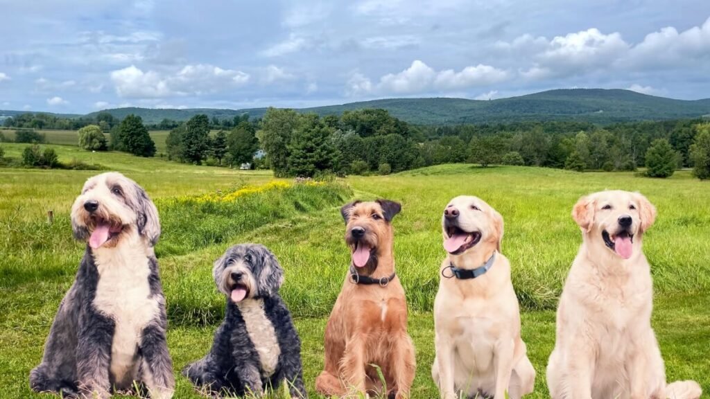 Image of Unique male dog names with meaning for your furry friend Unique male dog names with meaning for your furry friend