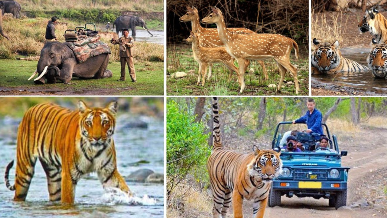 Which One Gives Better Sightings Image Which One Gives Better Sightings Image