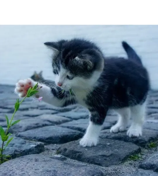 cute cat photo 
