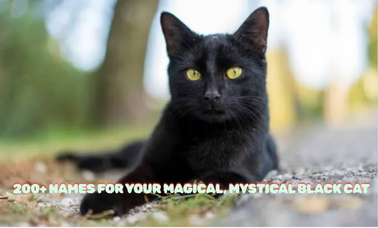 black cat names
